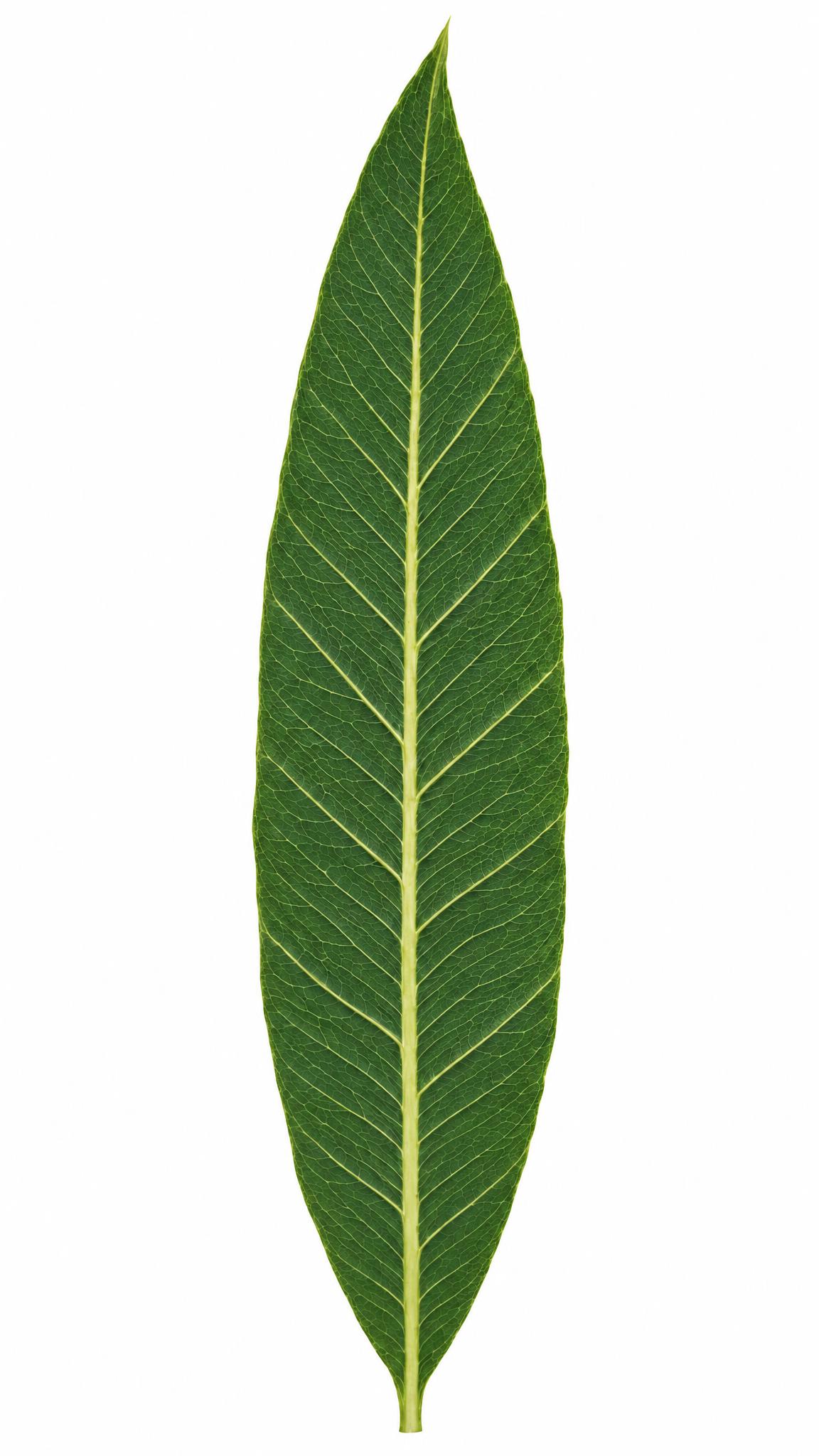 提高叶脉清晰度，升级为超高清晰画面，原图色调完全不变，一点都不… - 图片创意预览